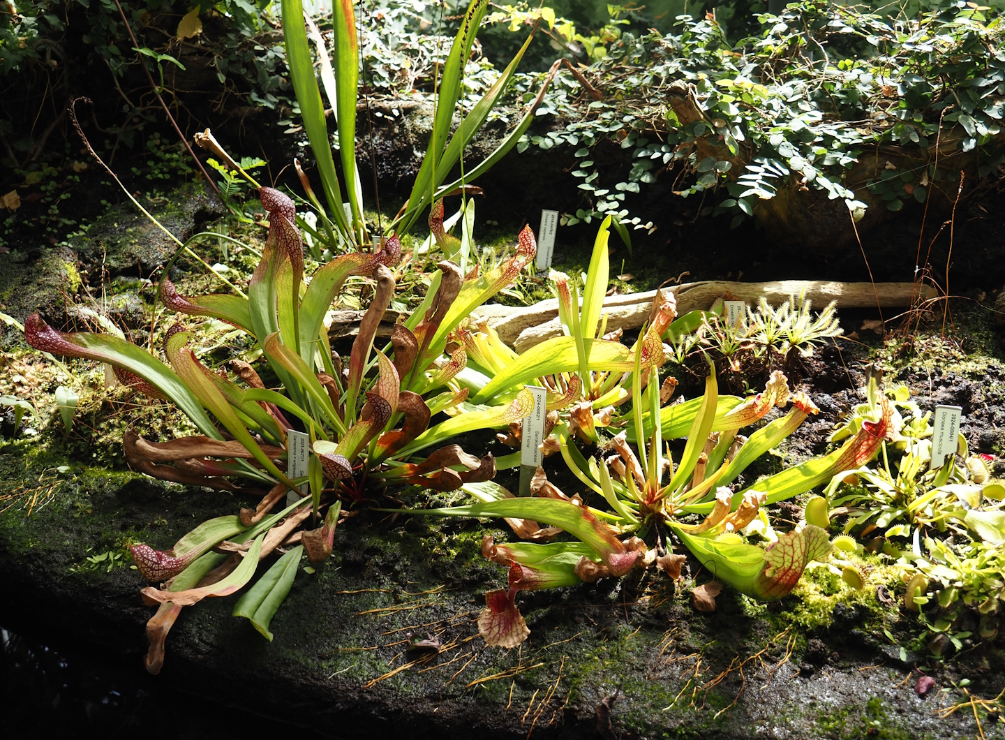 Sarracenias in the Victoria Conservatory, 2024-06-30