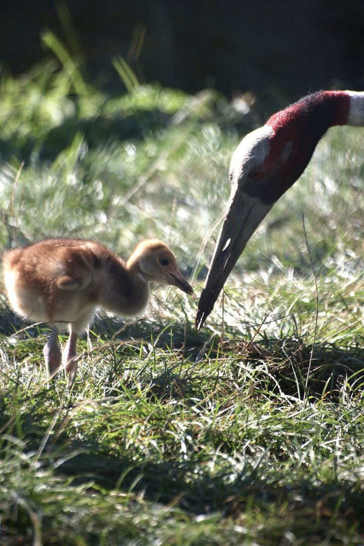 Sarrus Crane & Chick