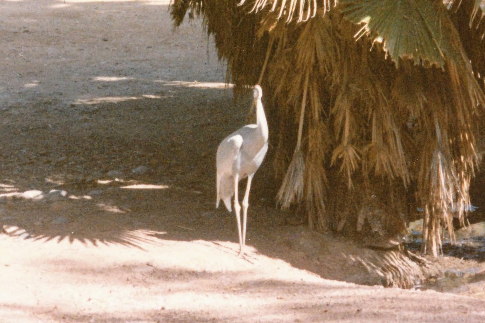 Sarus Crane - 1990's