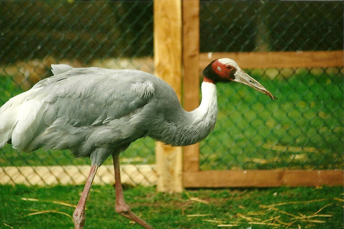 Sarus Crane 1st April 2000