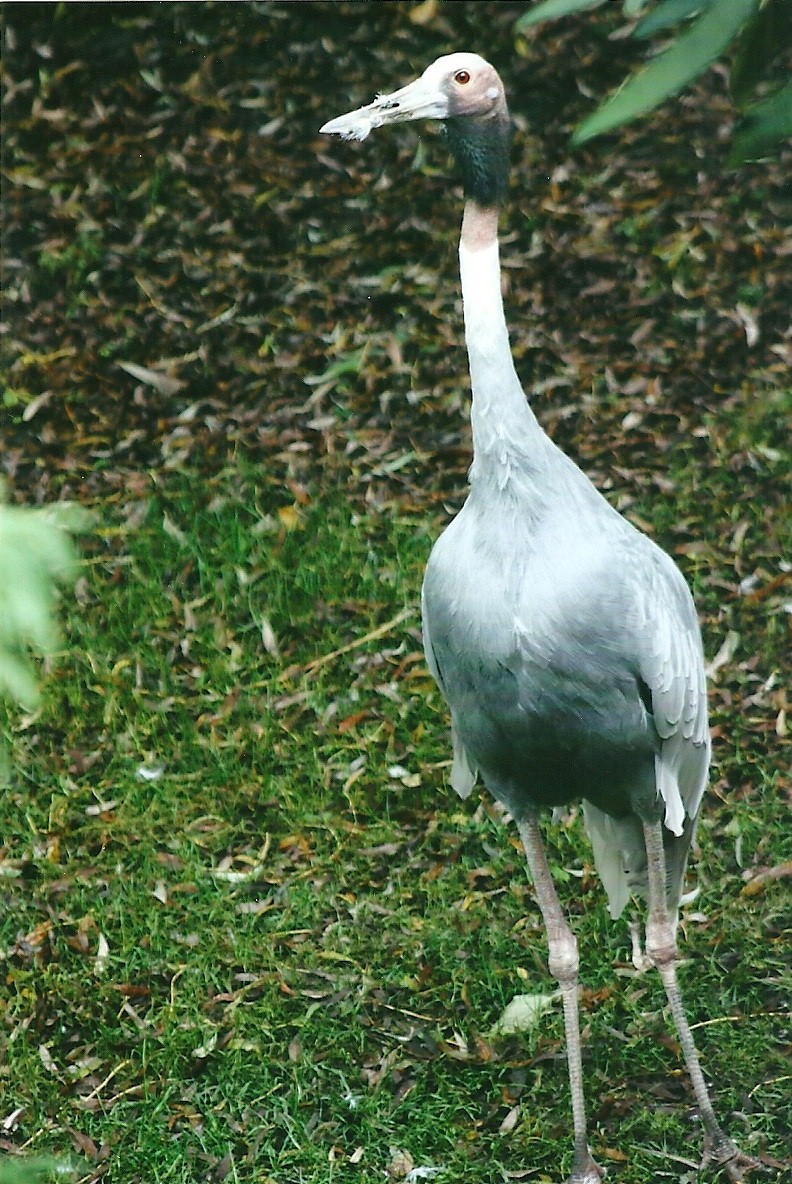 Sarus Crane 1st November 2012