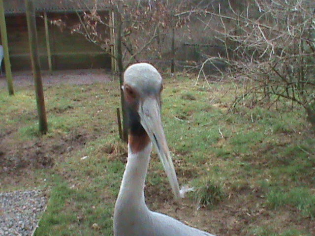 sarus crane 200211