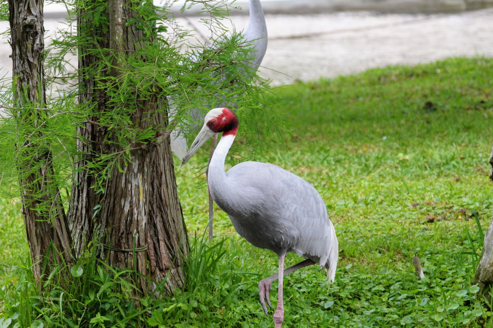 Sarus Crane (2016)