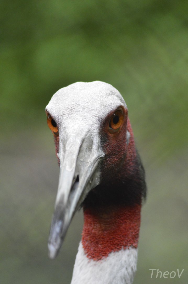 Sarus crane [2018]
