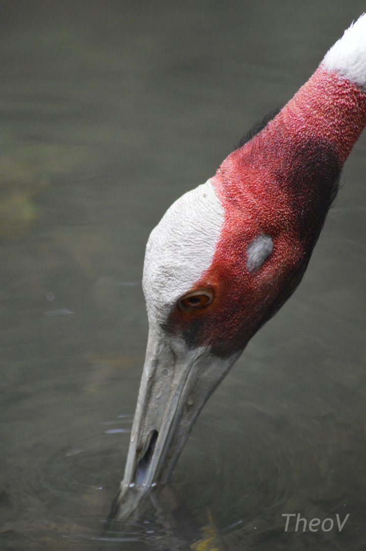 Sarus crane [2018]