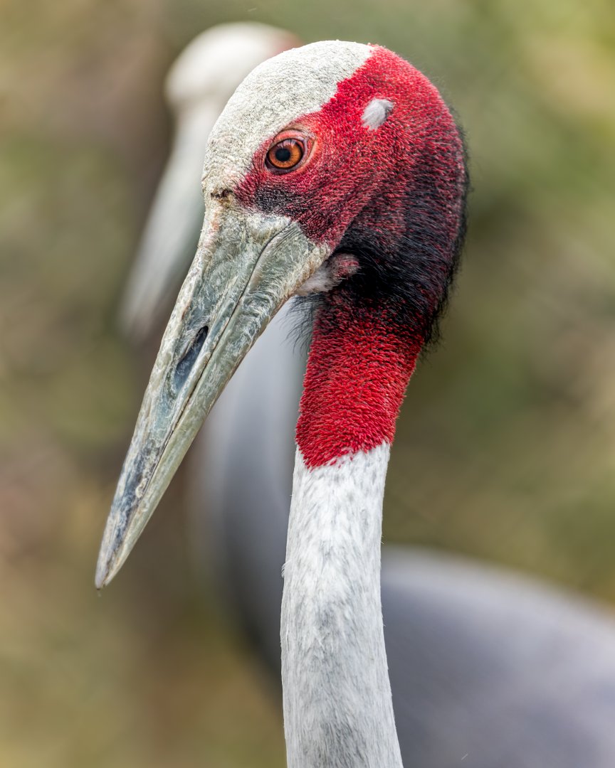 Sarus Crane / 3-8-22 / Hamerton