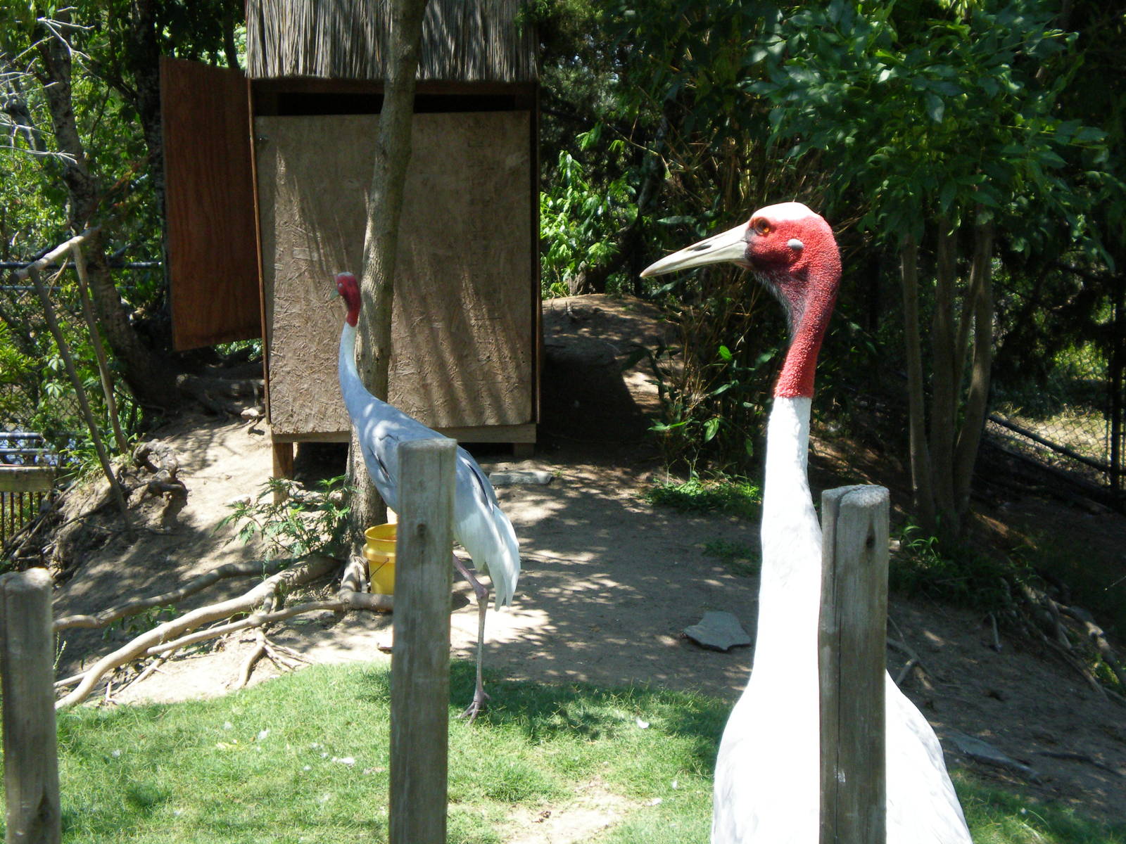 Sarus Crane- AA JUN08