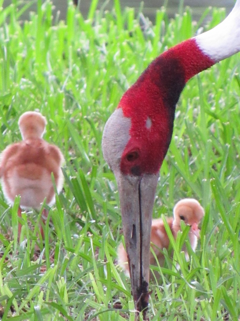 Sarus crane and chicks