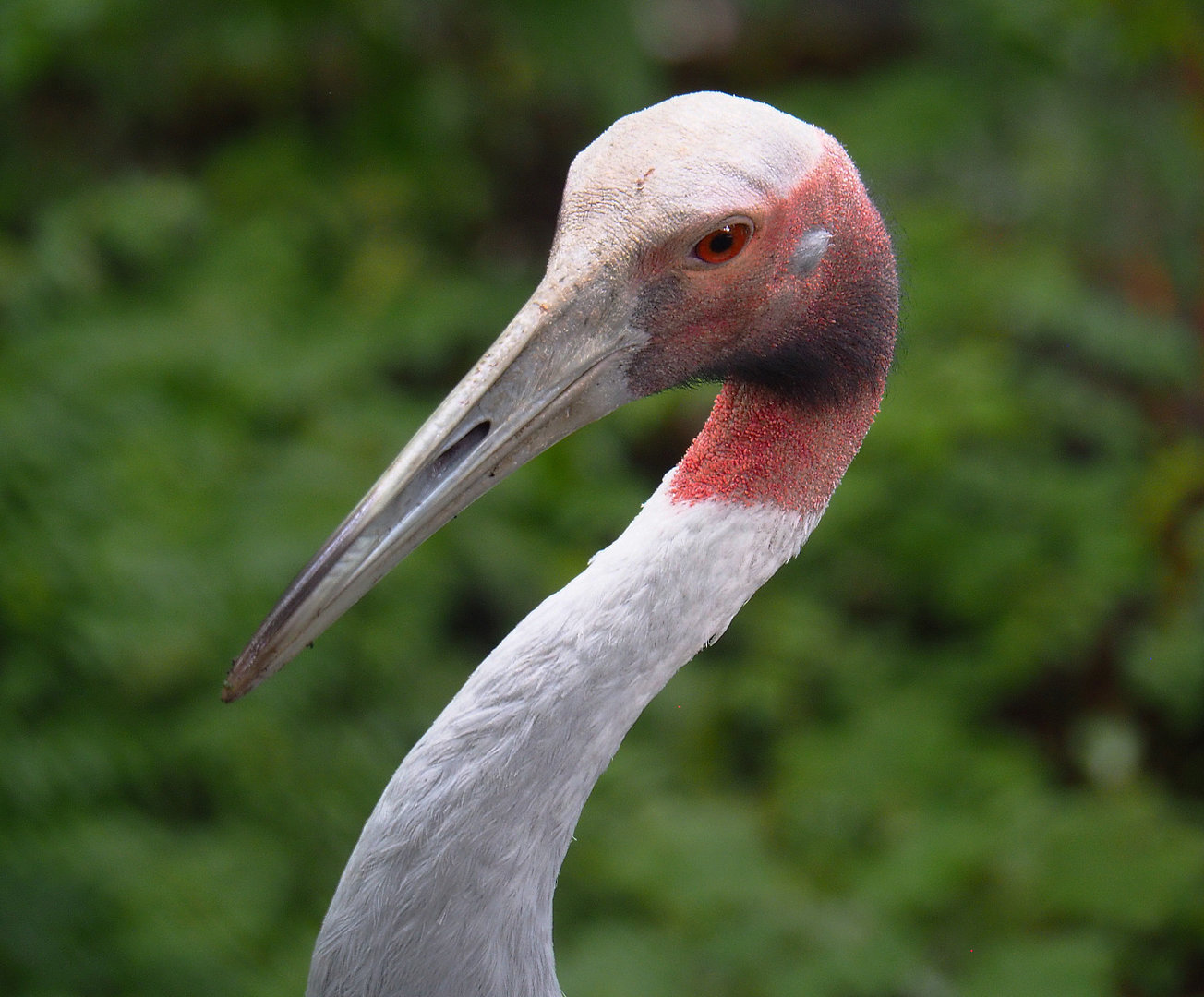 Sarus crane (Antigone antigone), 2022-09-15