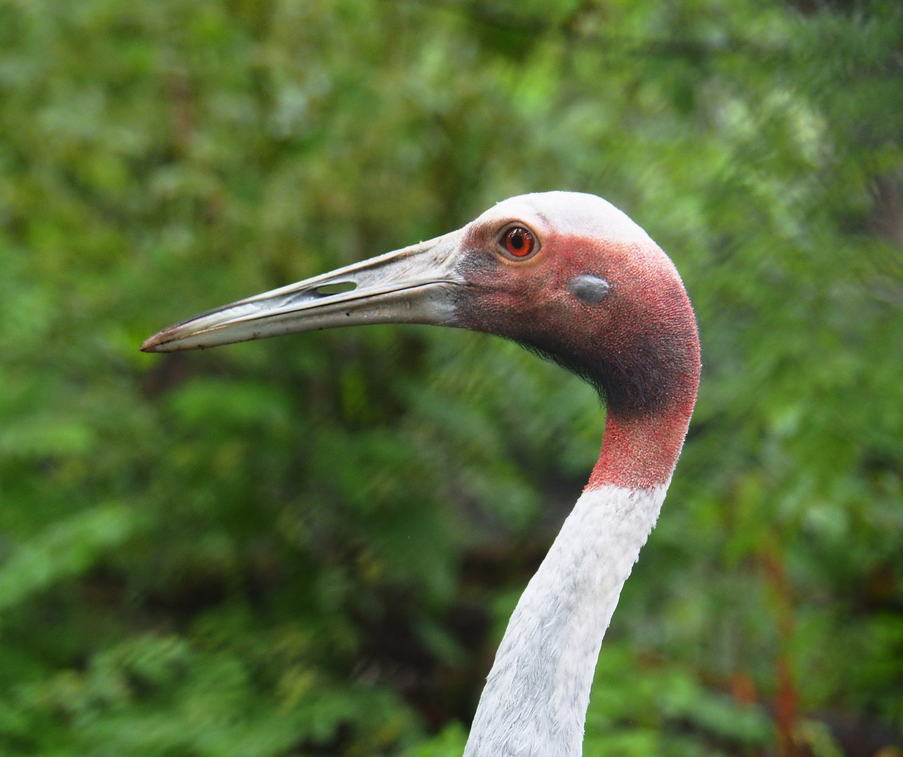 Sarus crane (Antigone antigone), 2022-09-15