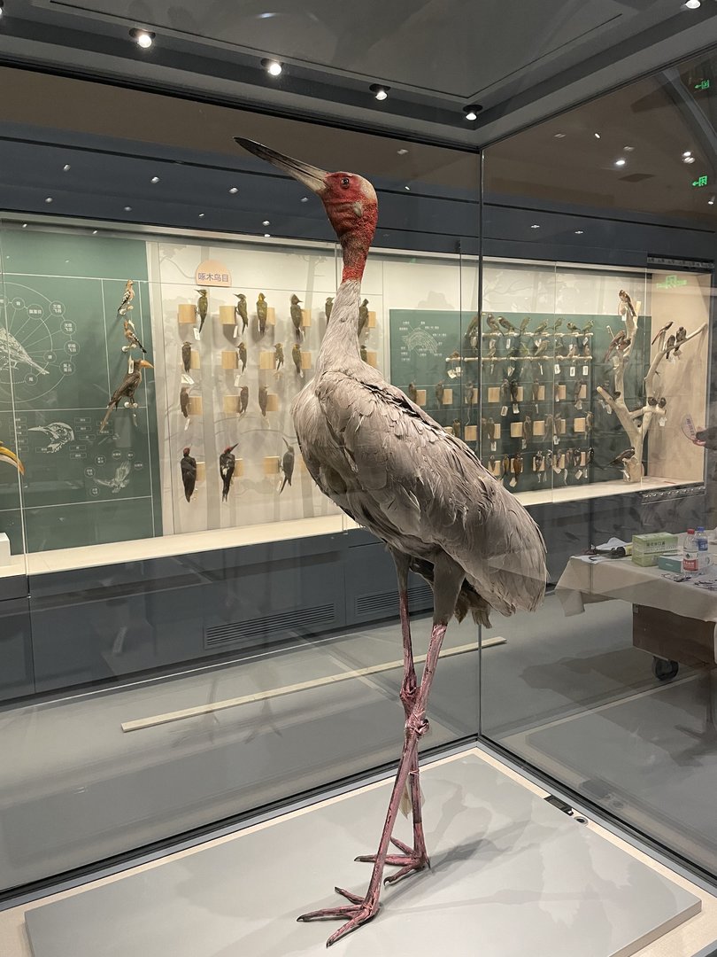 Sarus Crane/ Antigone antigone from Wuhan University Wanlin Museum
