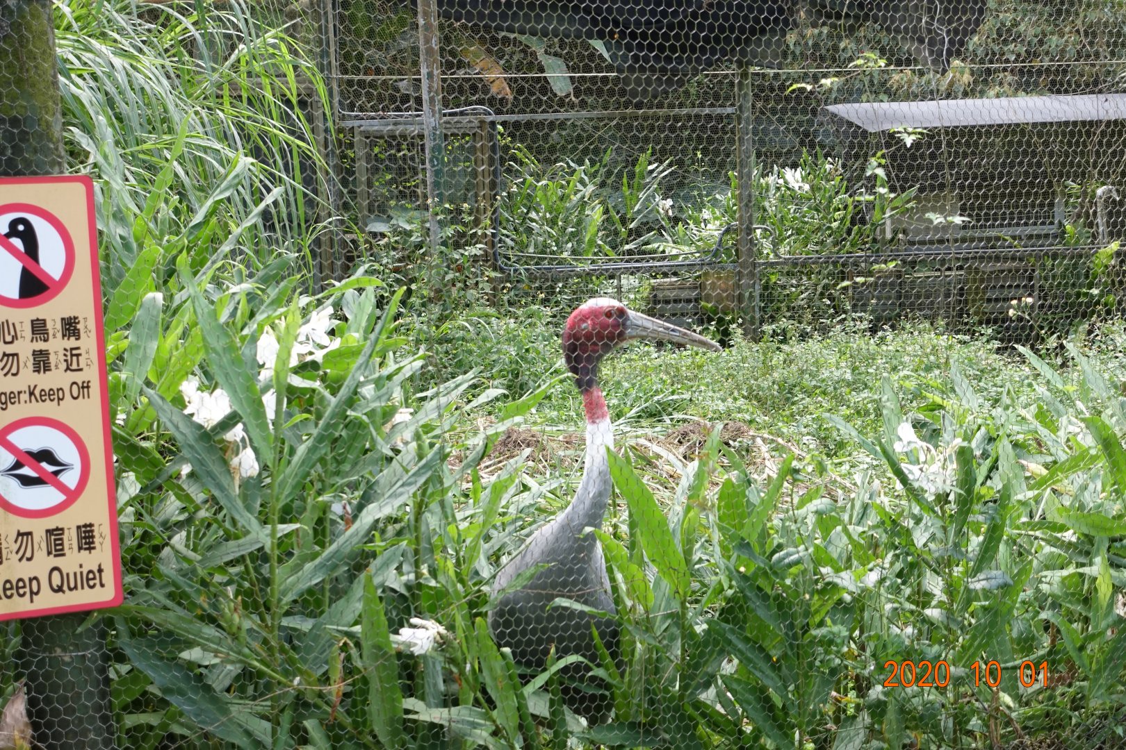 Sarus Crane (Antigone antigone)