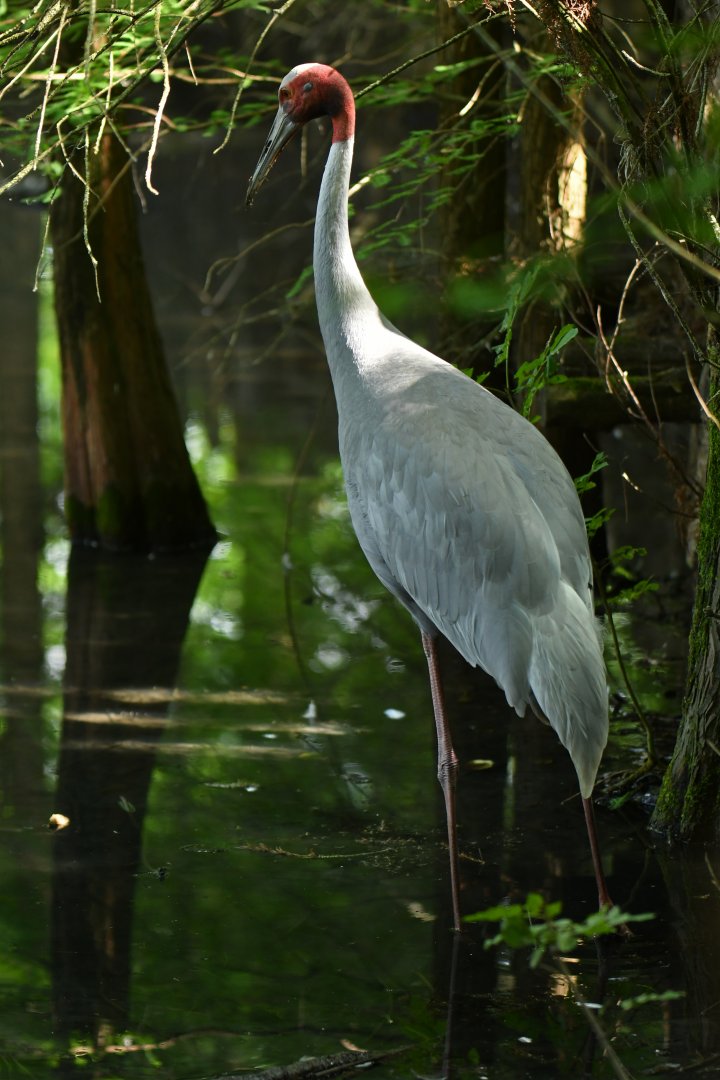 Sarus Crane Antigone antigone