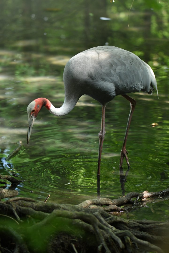 Sarus Crane Antigone antigone