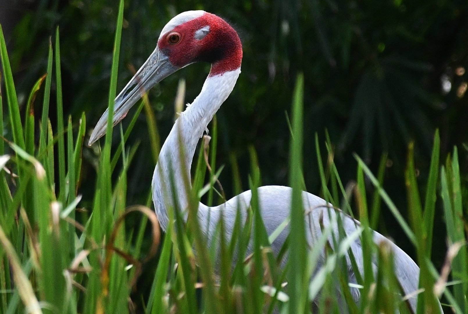 Sarus Crane (Antigone antigone)