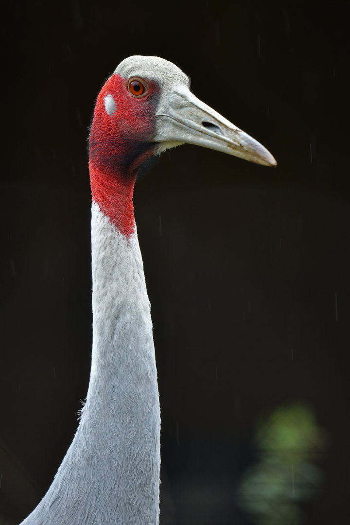 Sarus Crane Antigone antigone