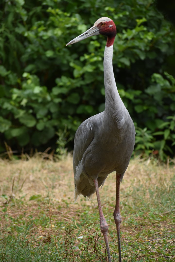 Sarus Crane - Antigone antigone