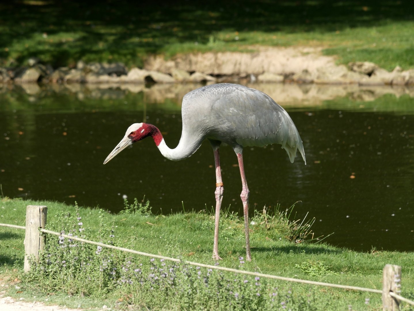 Sarus crane (Antigone antigone)