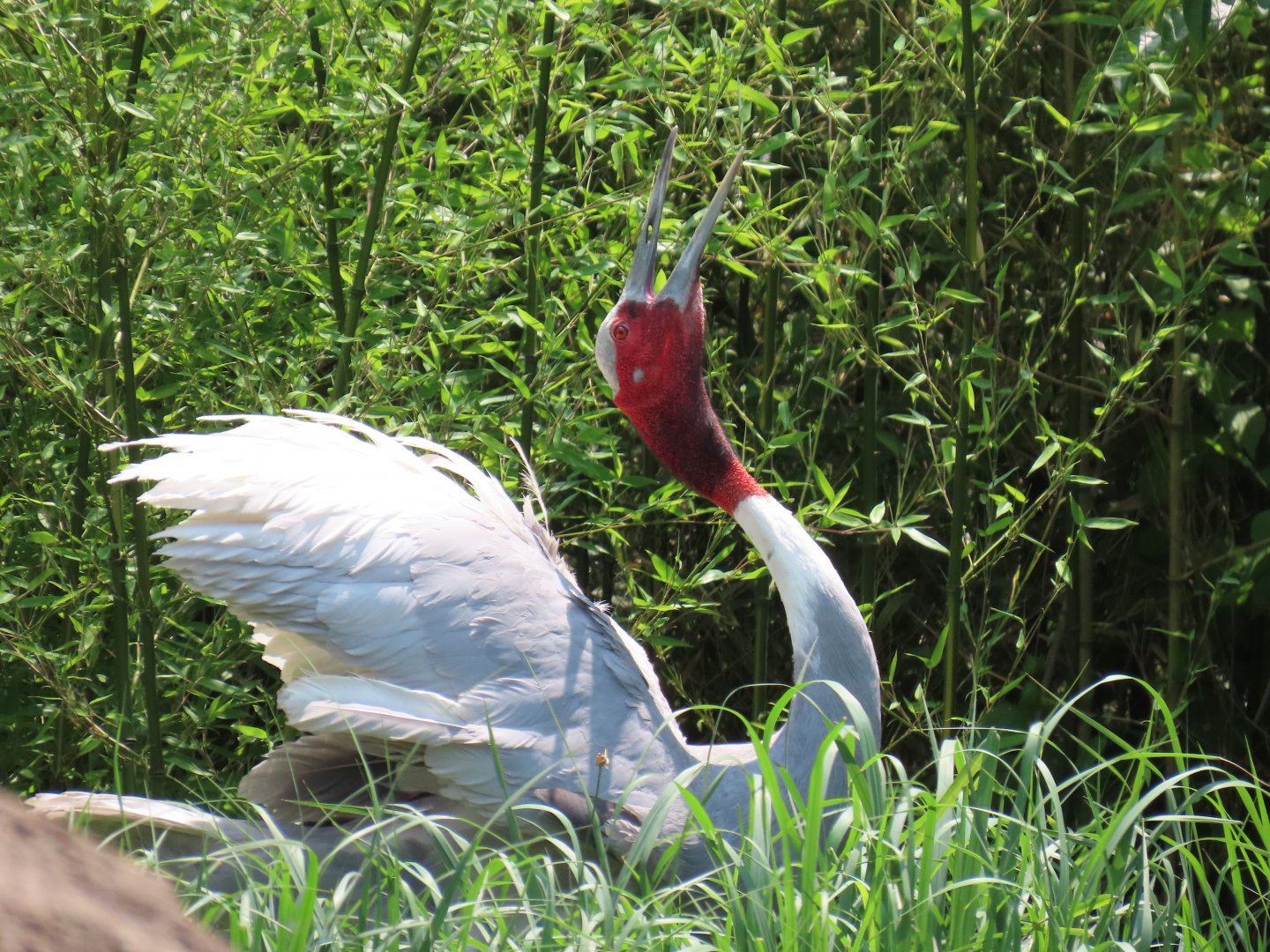 Sarus Crane (Antigone antigone)