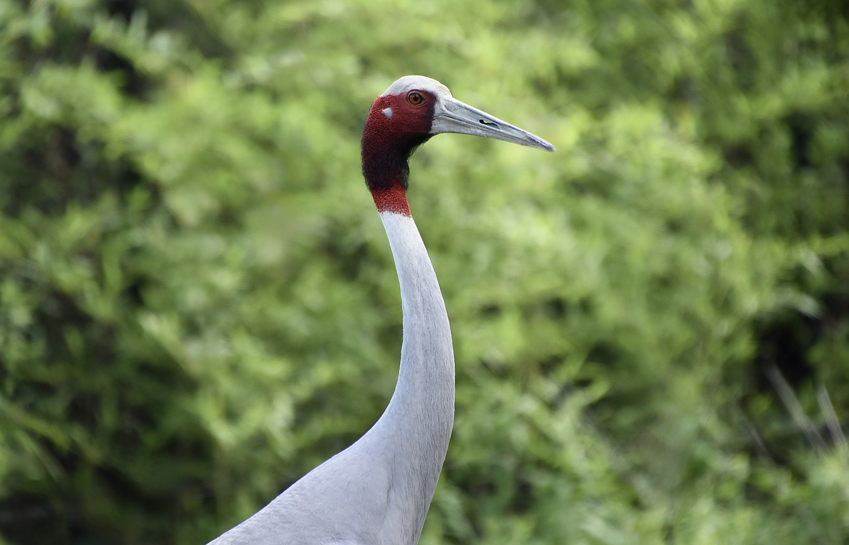 Sarus Crane (Antigone antigone)