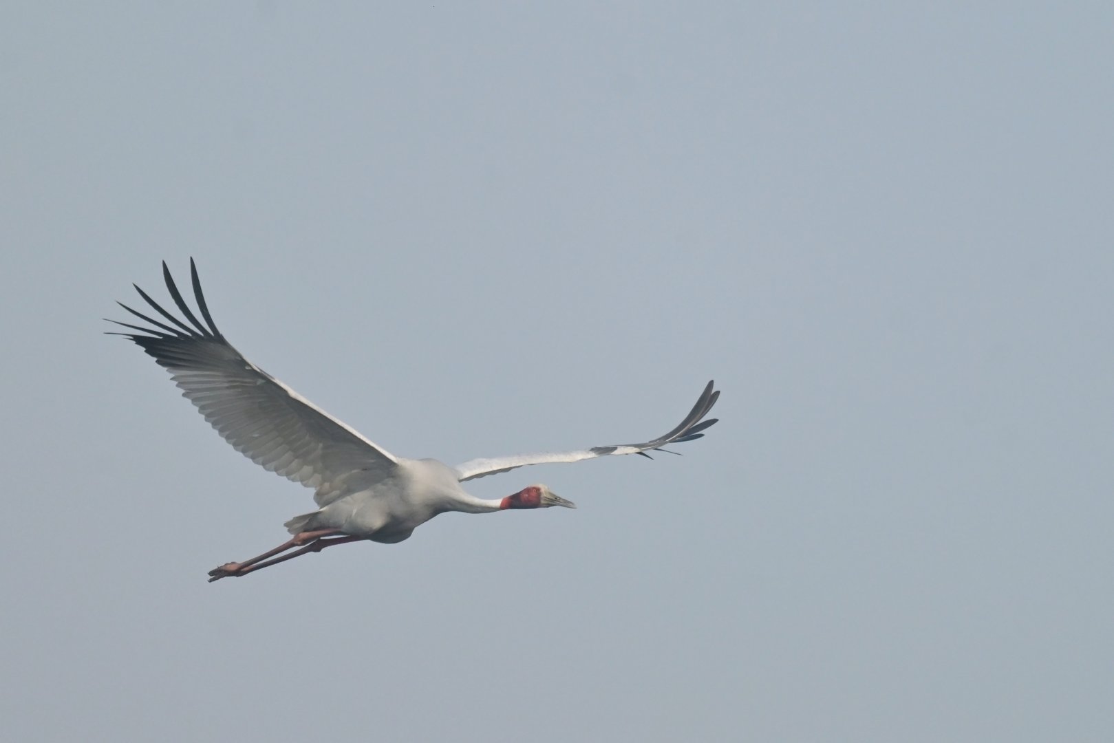 Sarus crane Antigone antigone