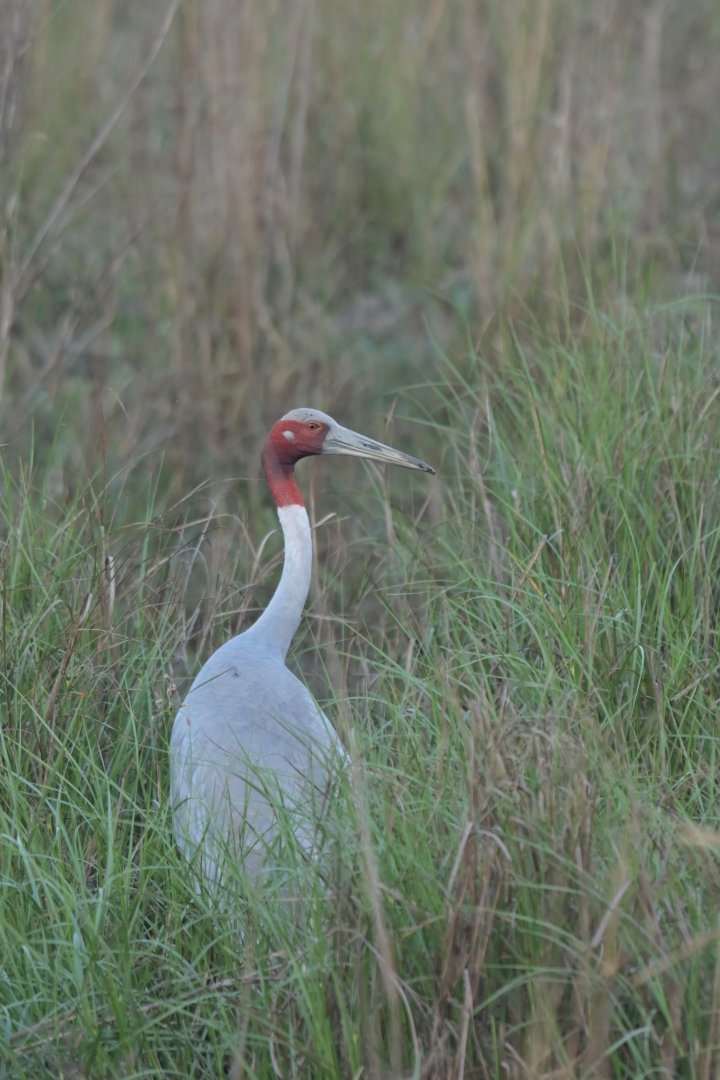 Sarus crane Antigone antigone