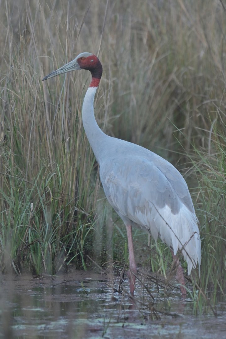 Sarus crane Antigone antigone
