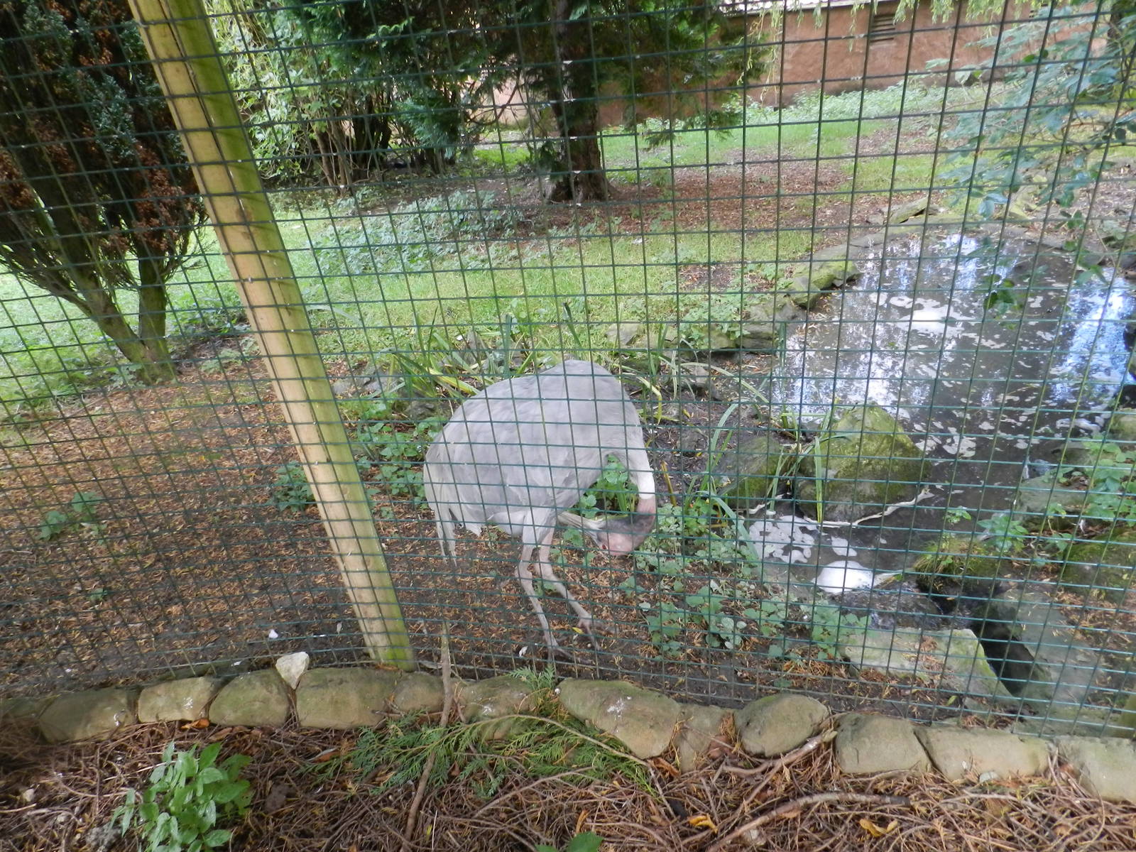 Sarus Crane at Flamingo Land - 14/10/2012