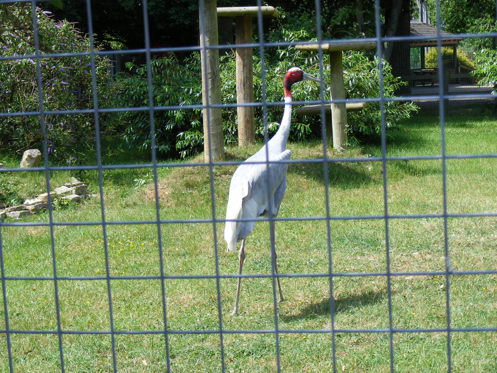 Sarus crane at Marwell Wildlife, 27 June 2010