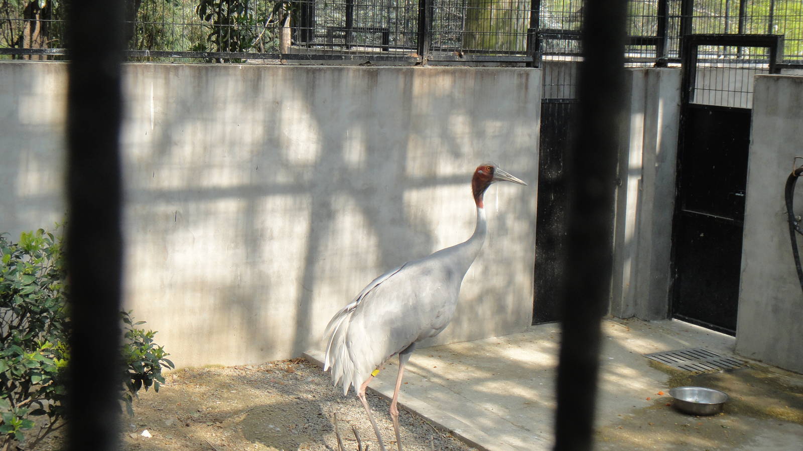Sarus Crane at Shanghai zoo 2014-4-3