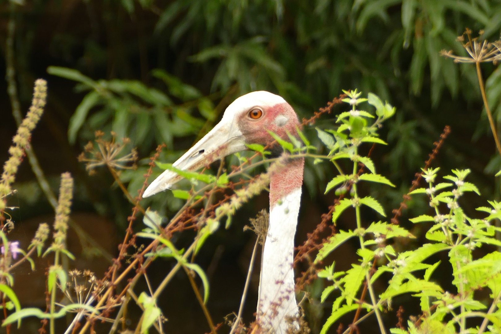 Sarus crane, August 2021