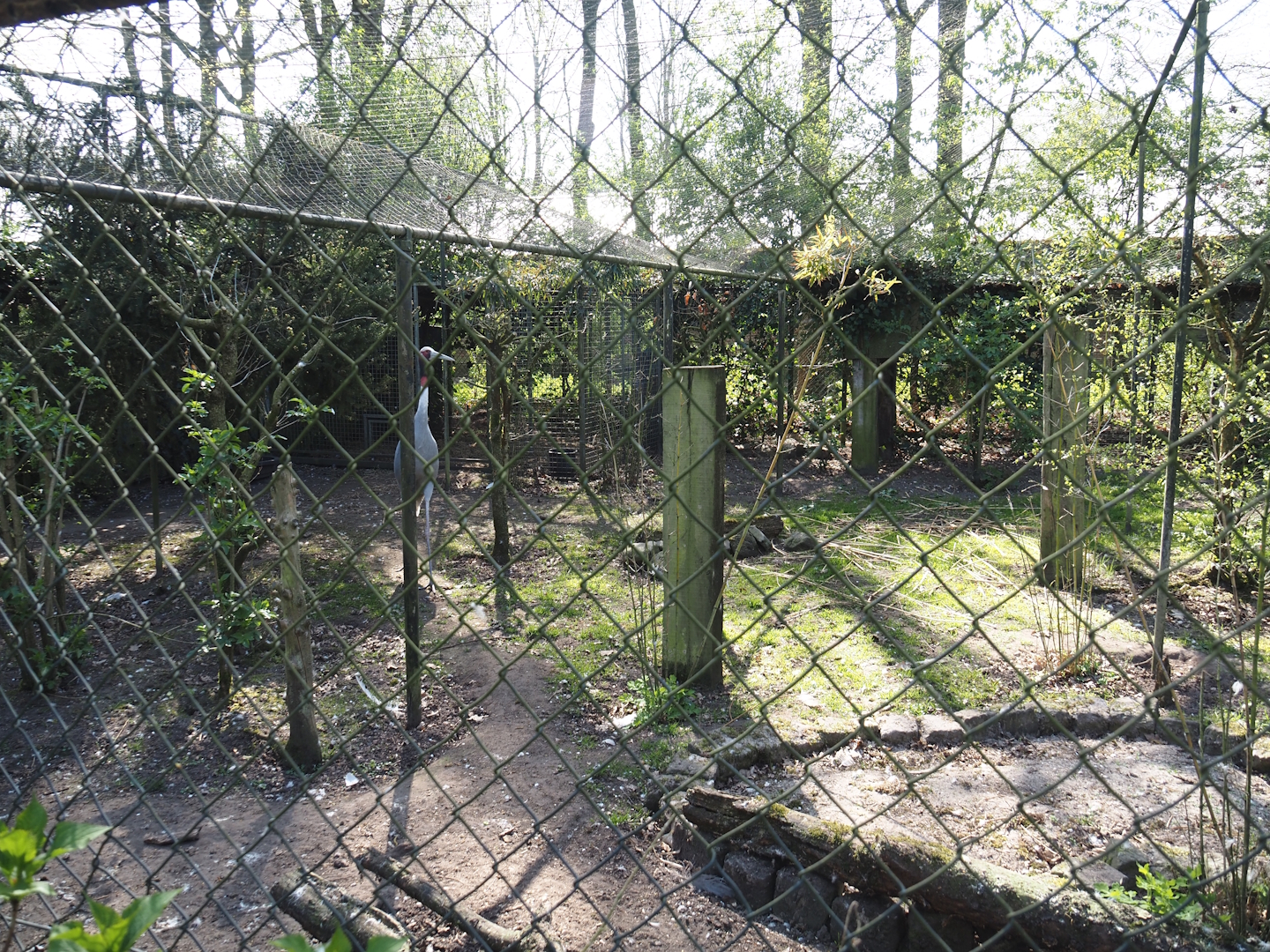 Sarus crane aviary, 2025-04-12