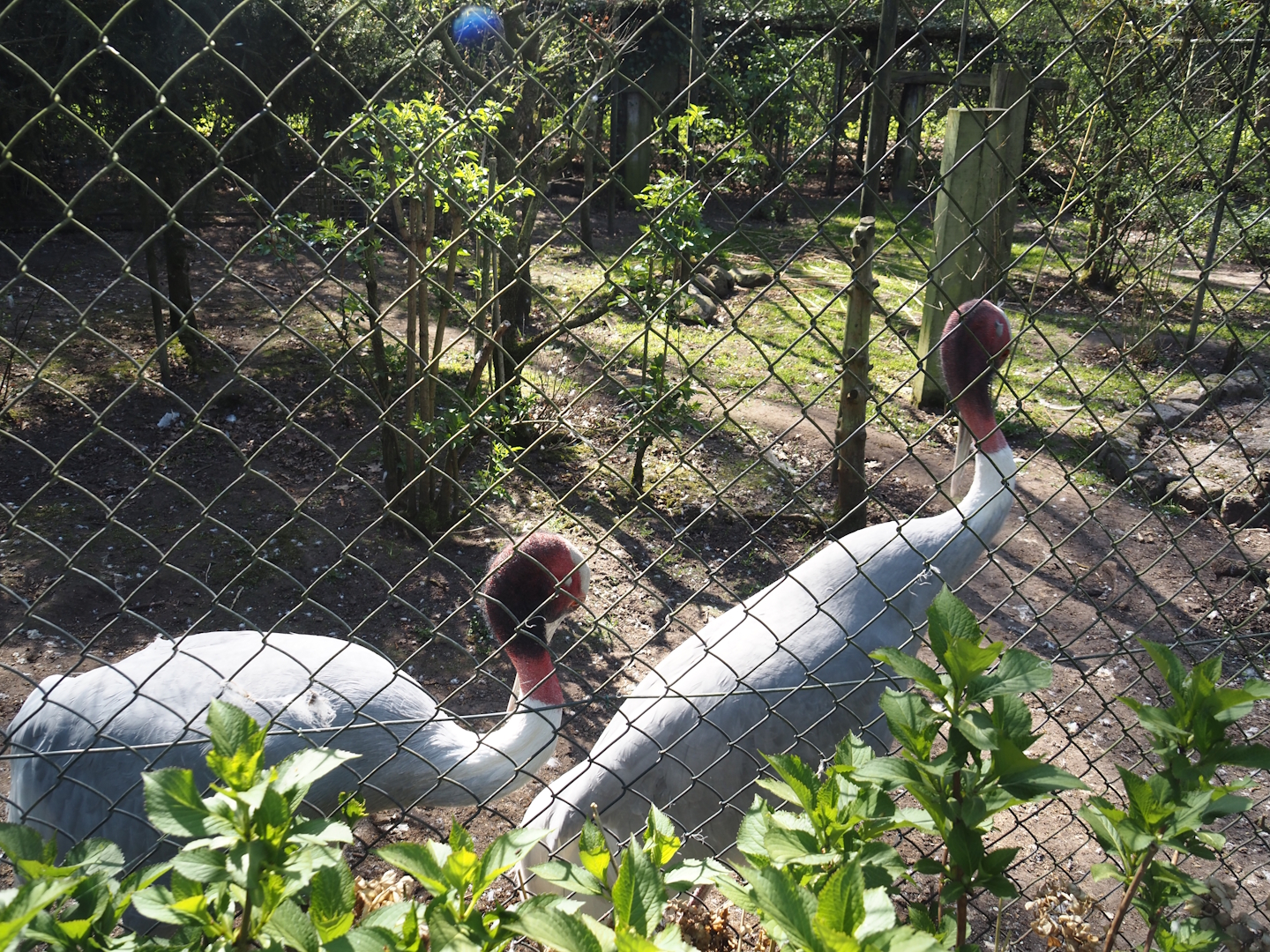 Sarus crane aviary, 2025-04-12