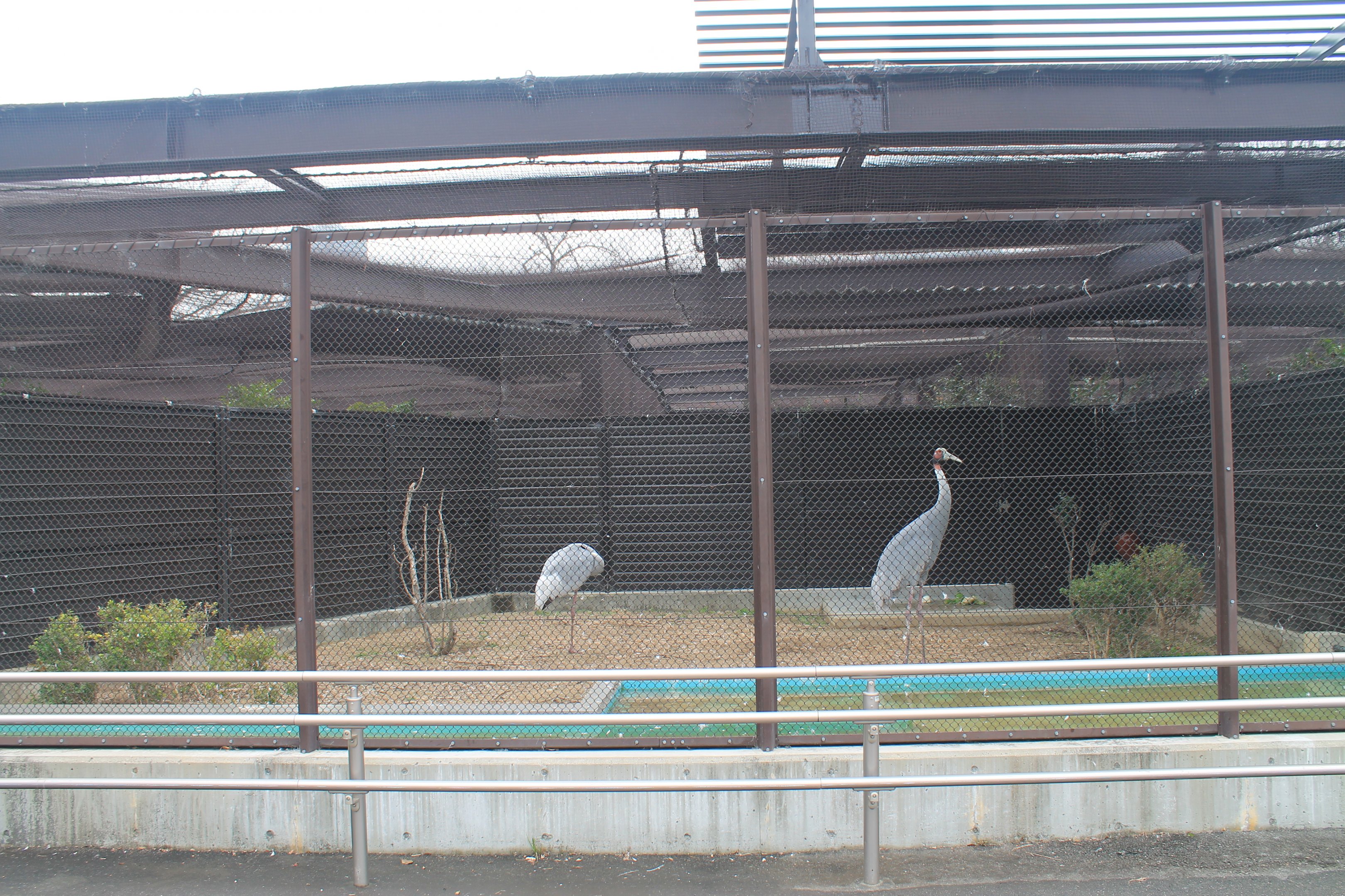 Sarus Crane aviary