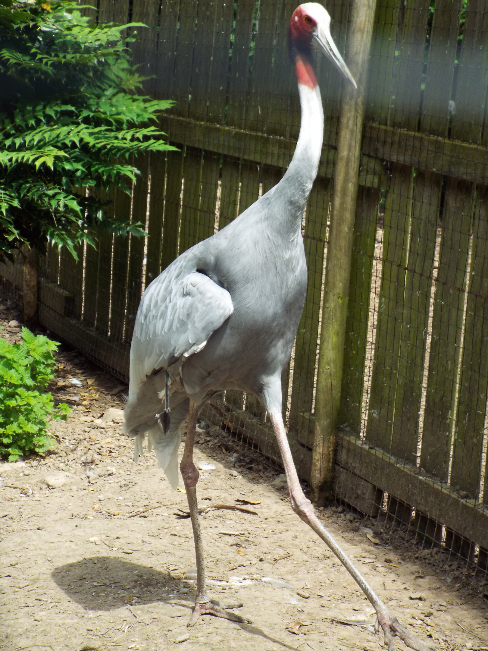 Sarus Crane Axe Valley