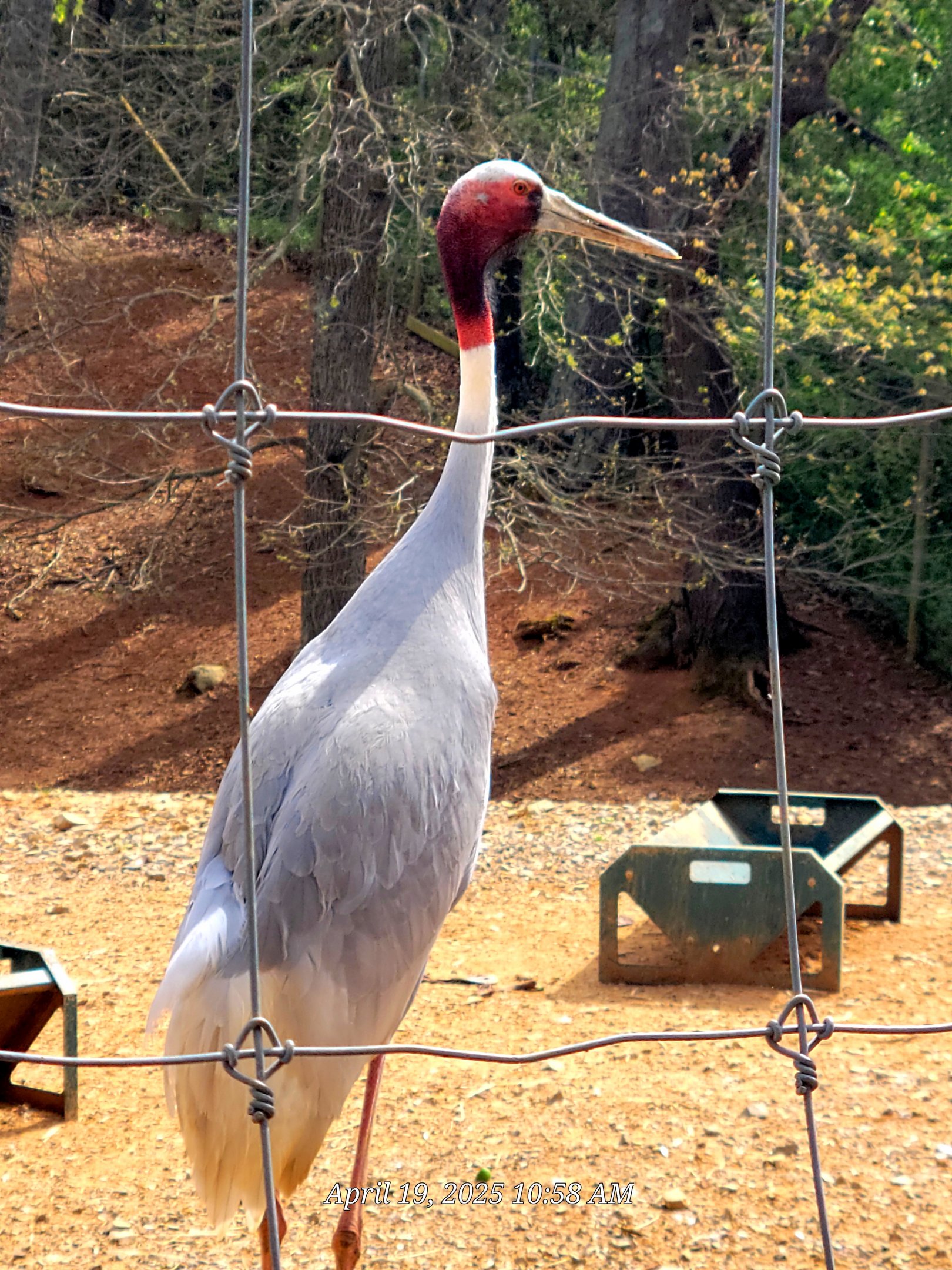 Sarus Crane-Bright's Zoo
