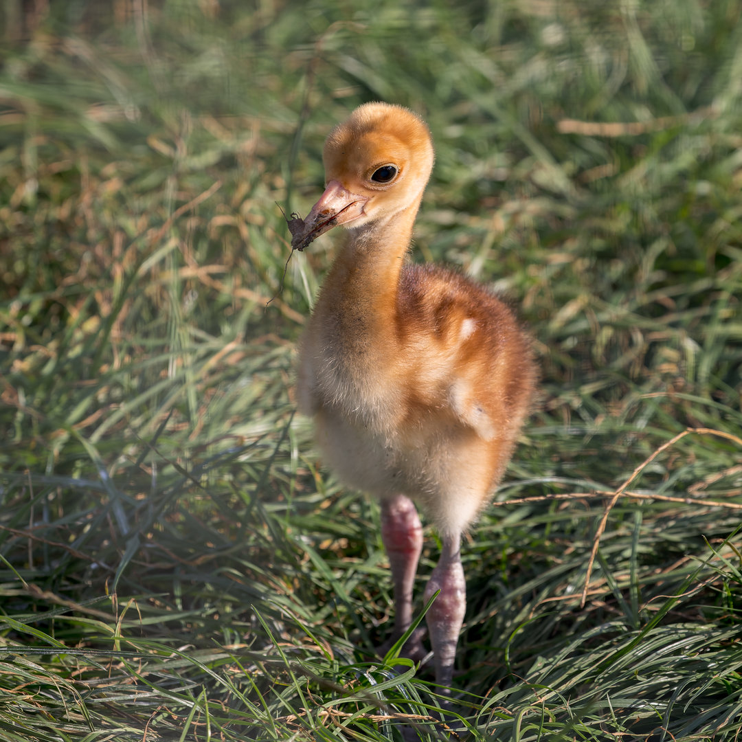 Sarus Crane Chick / Hamerton / 13-9-23