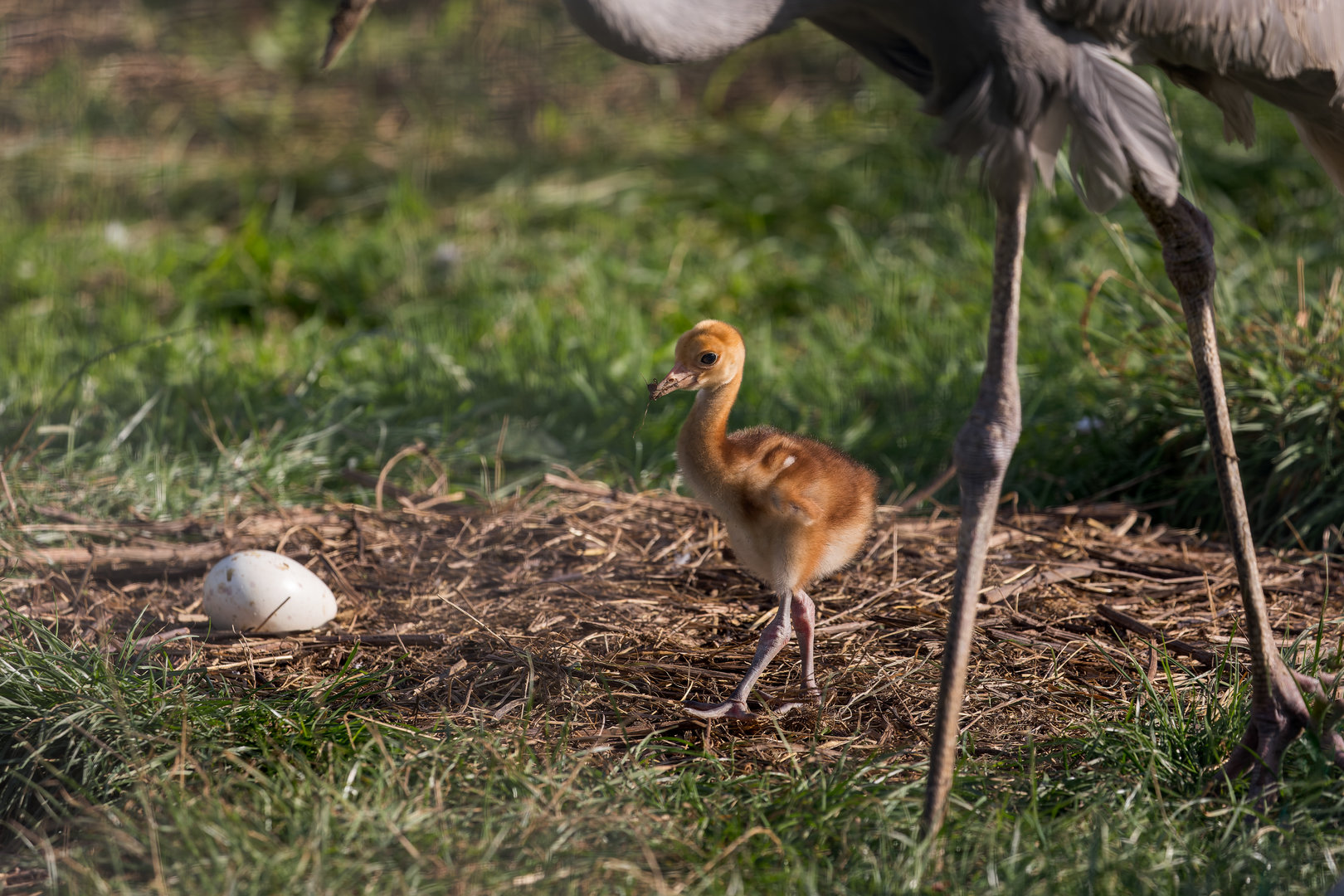 Sarus Crane Chick / Hamerton / 13-9-23
