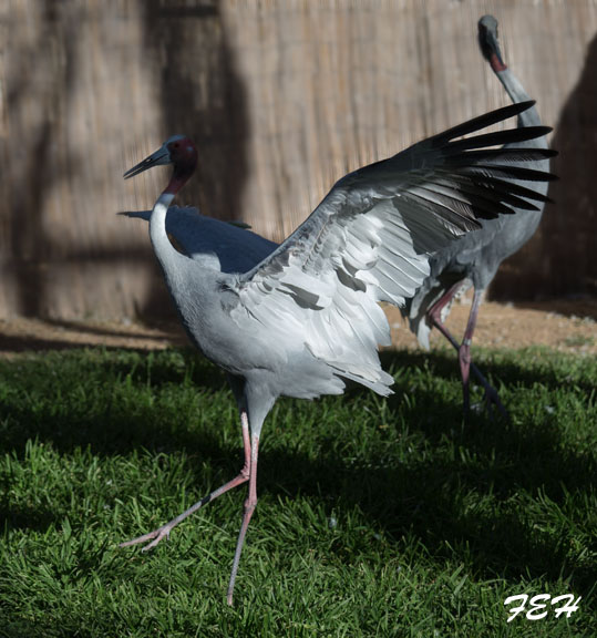 sarus crane dance