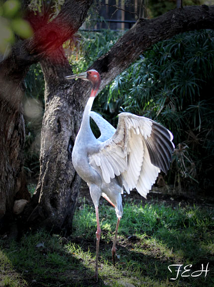 sarus crane dancing