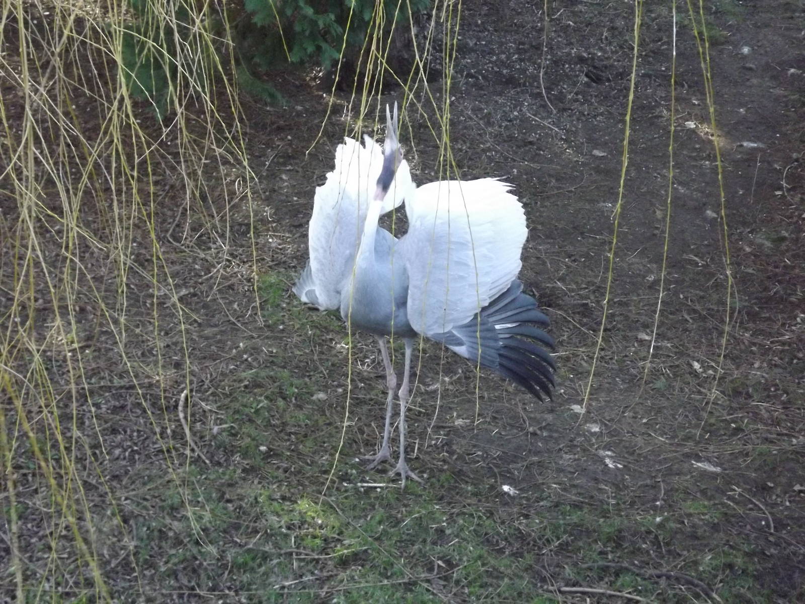 Sarus Crane [Displaying] at Flamingoland 19/02/12