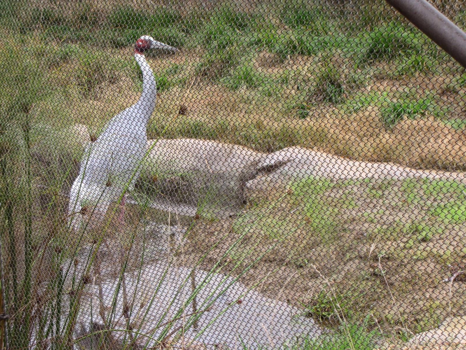 Sarus Crane - Elephants of China