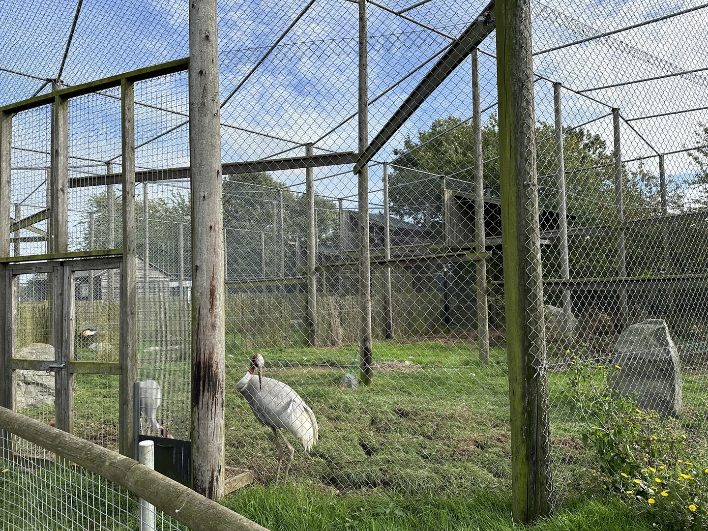 Sarus Crane Enclosure at Hamerton Zoo Park (October 2023)