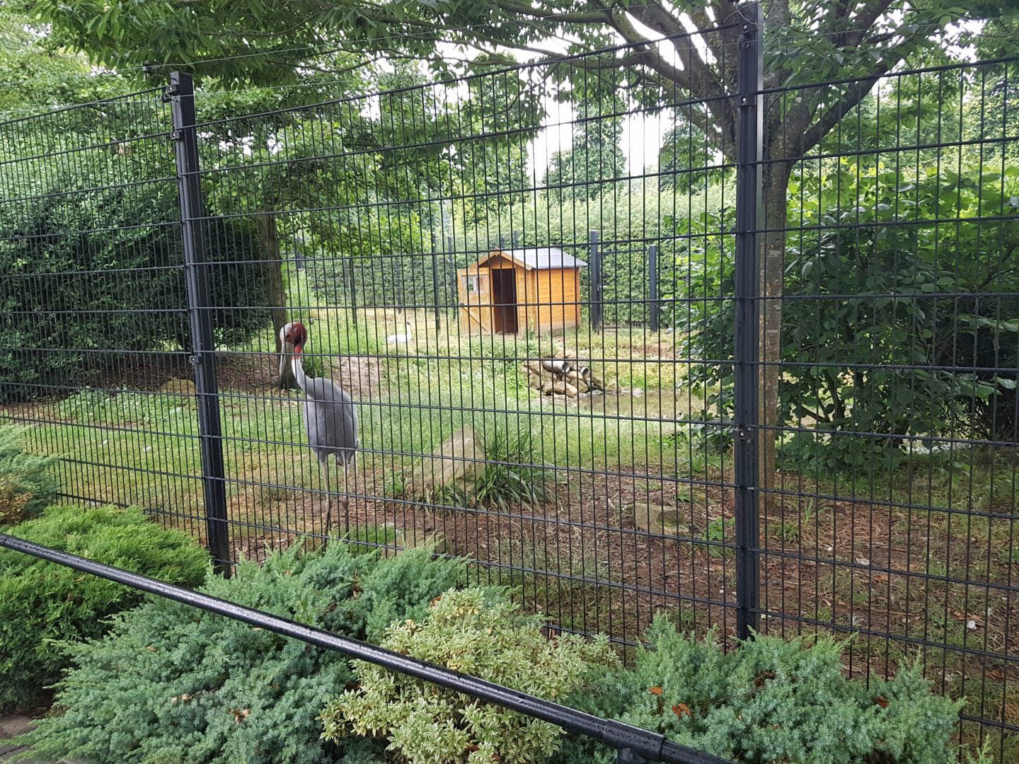 Sarus crane-enclosure