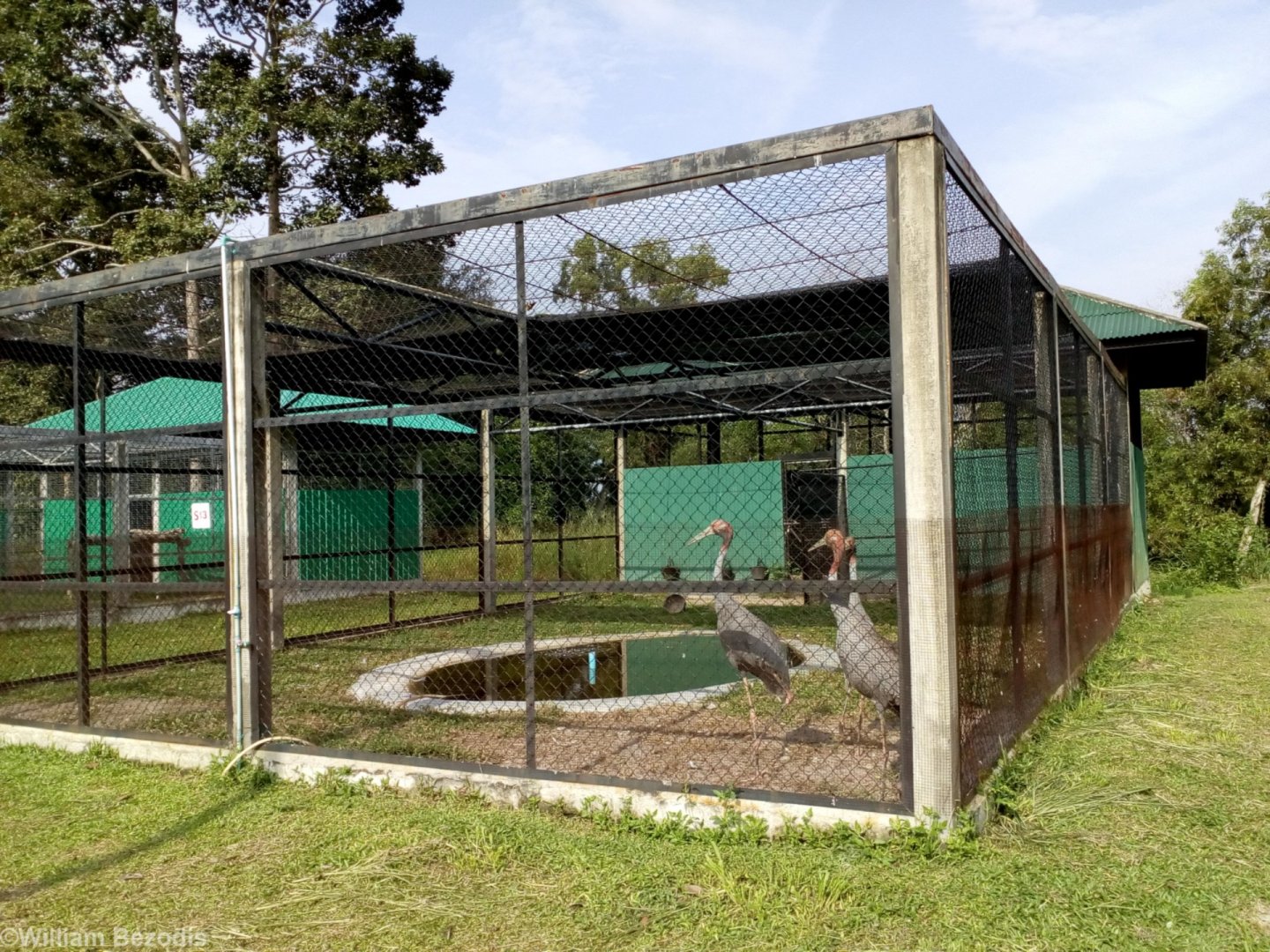 Sarus Crane Enclosure