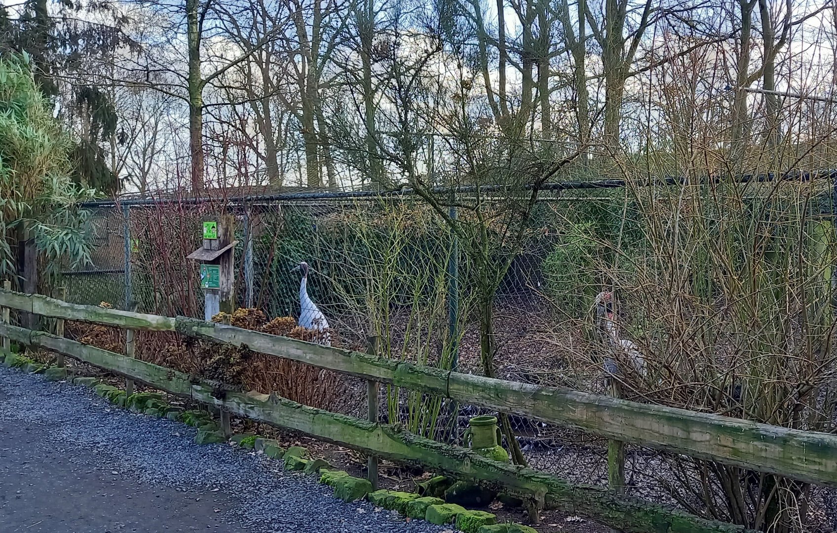 Sarus crane enclosure