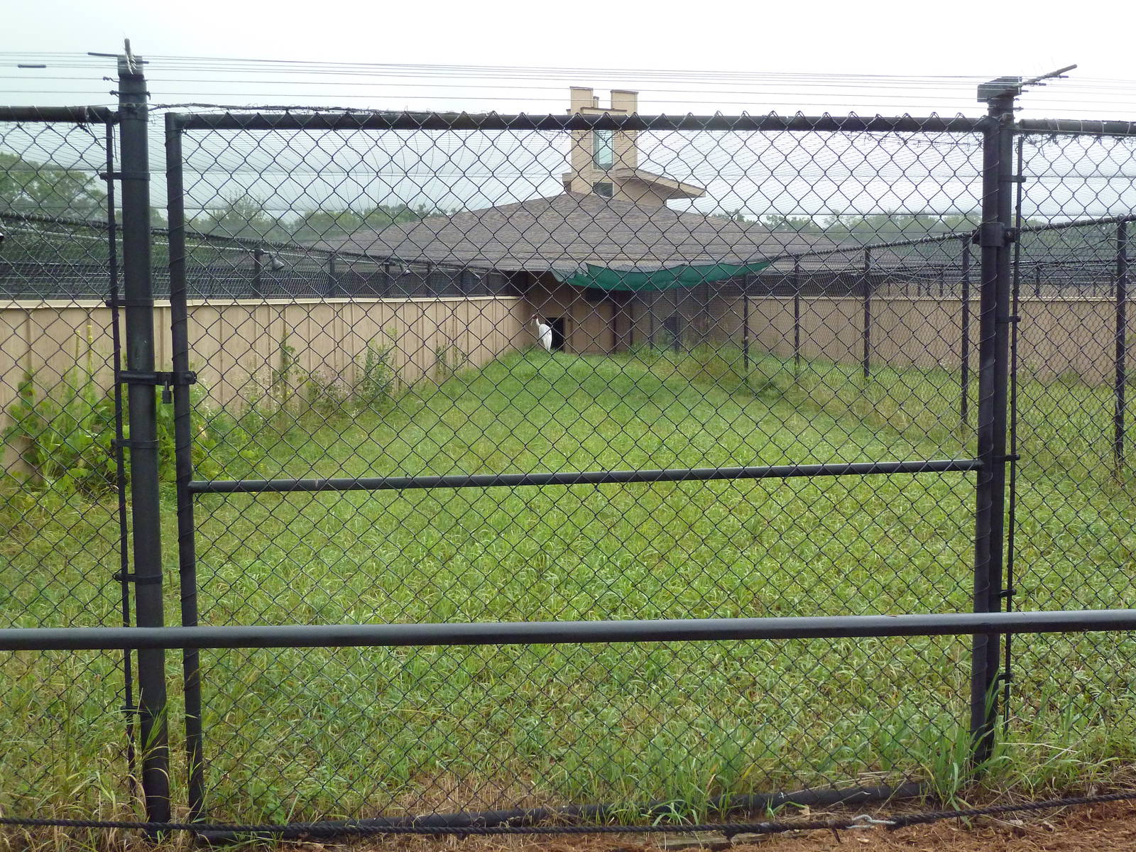 Sarus Crane Exhibit #1