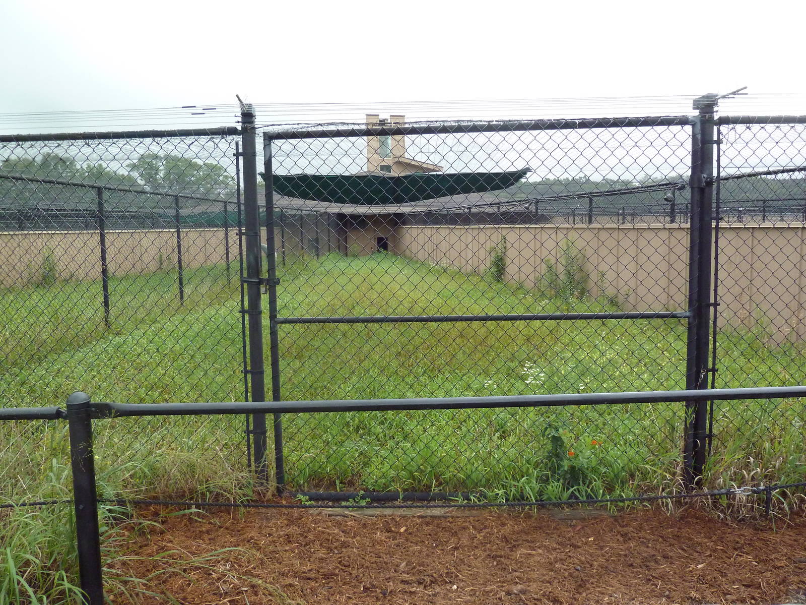Sarus Crane Exhibit #2