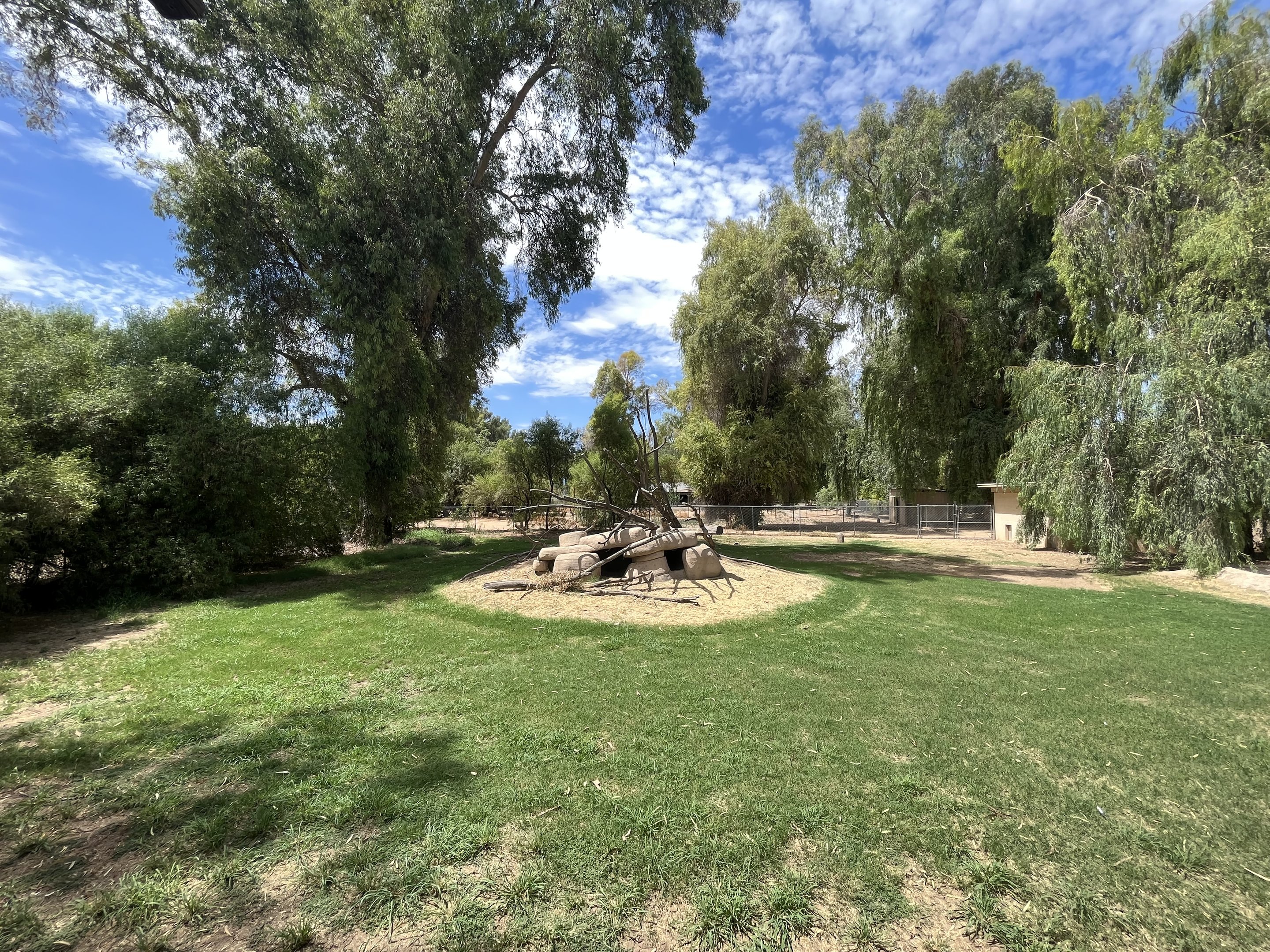 Sarus Crane Exhibit #2