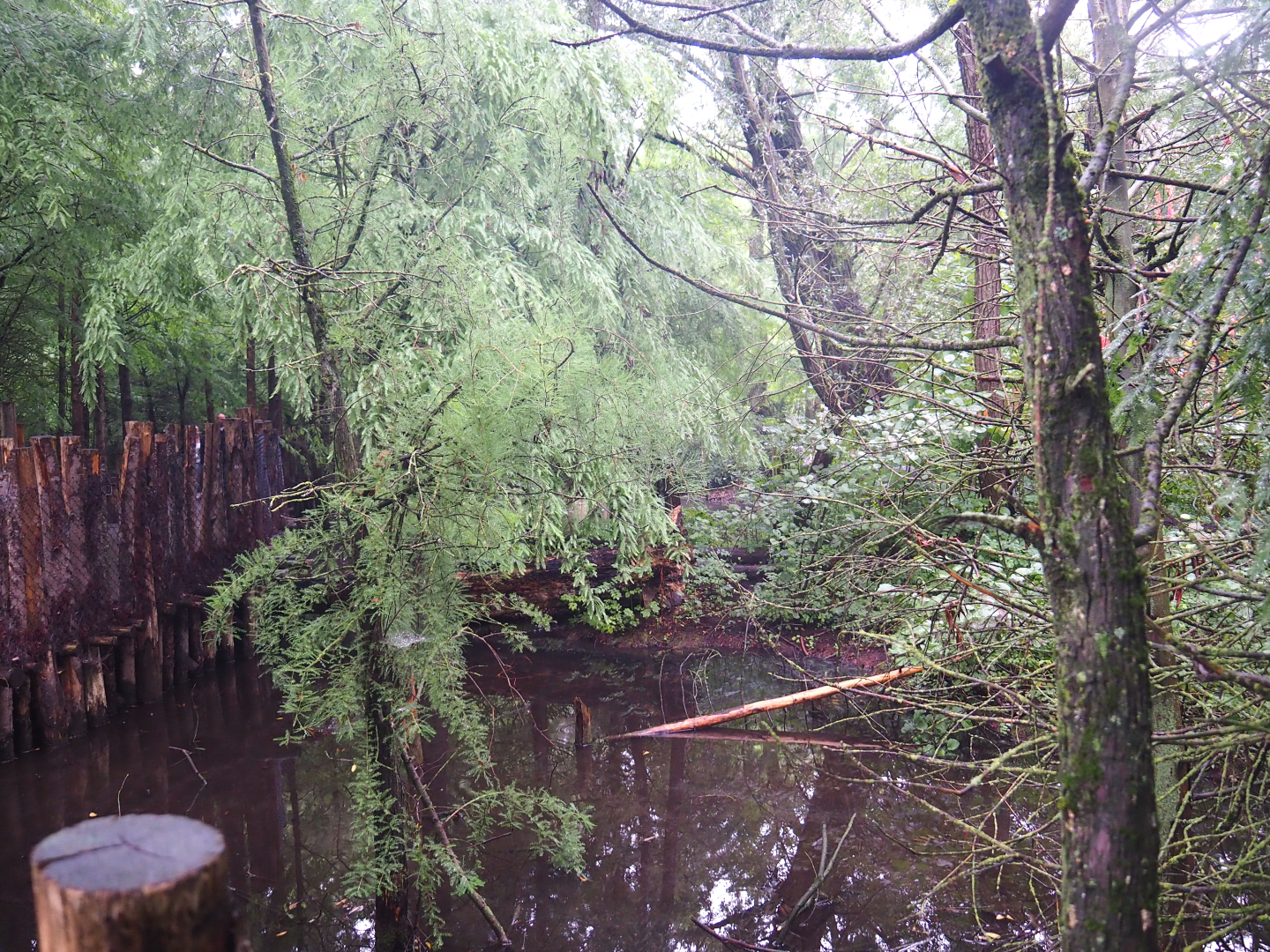 Sarus crane exhibit, 2022-09-14